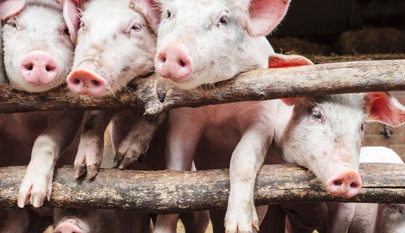 Gera svín ónæm fyrir alvarlegum PRRS vírussjúkdómi
