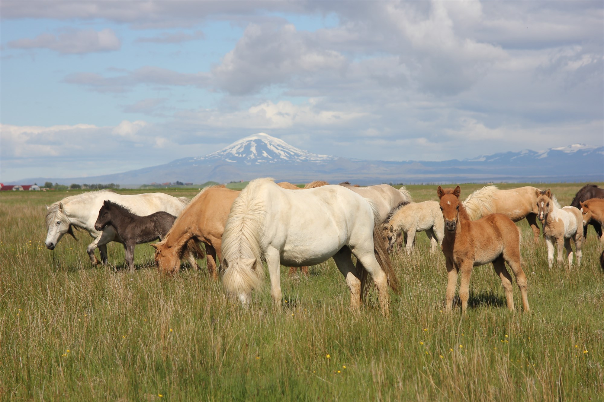 „Ég hef lagt niður vopnin“