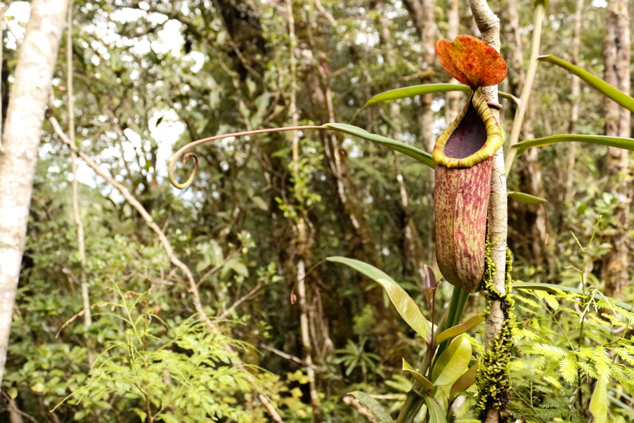 Ólögleg viðskipti með plöntur í skjóli aðgerða gegn COVID-19