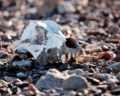 Tafarlausra hnattrænna aðgerða þörf