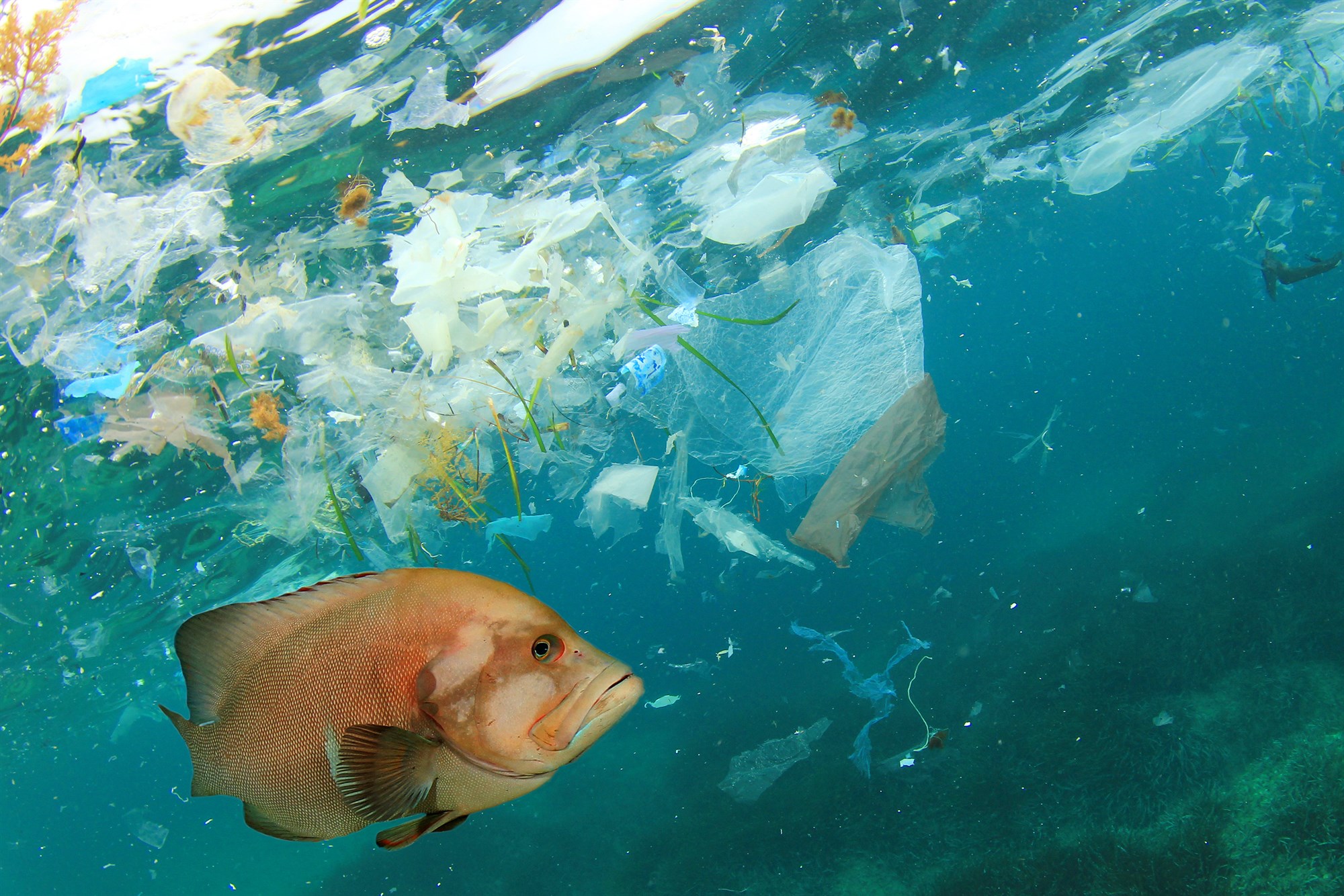 Örplast í öll mál