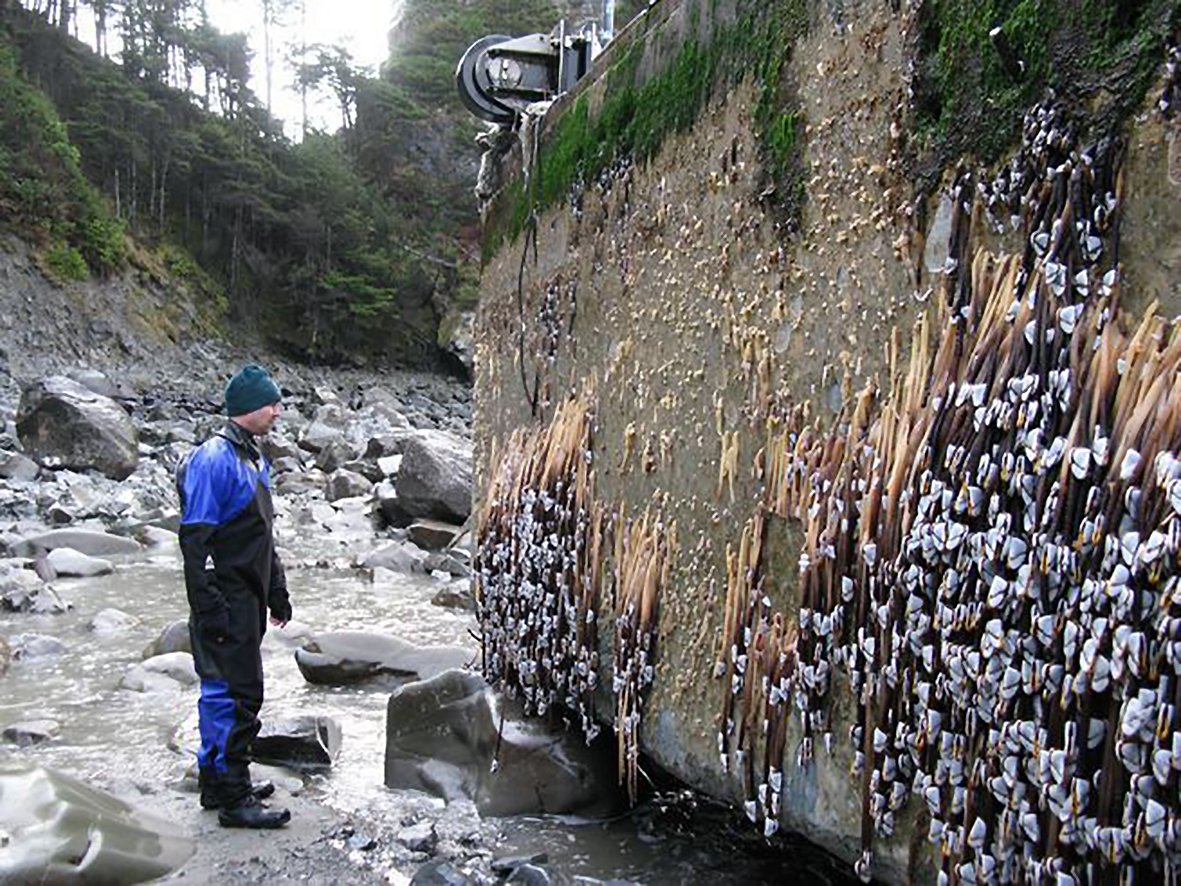 Fjöldi lífvera ferðaðist með plasti og öðru drasli 4.350 mílna leið til Bandaríkjanna