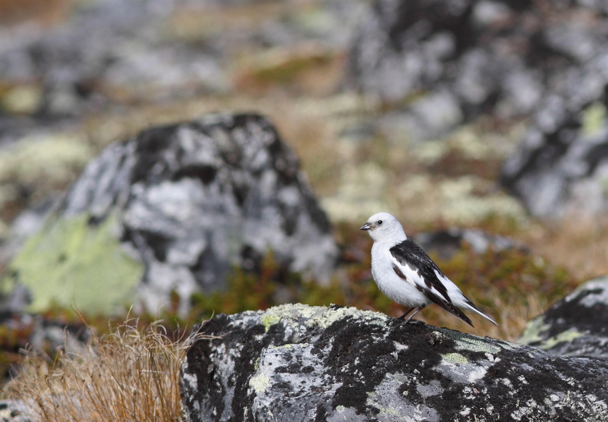 Að vera í stríði við sjálfan sig