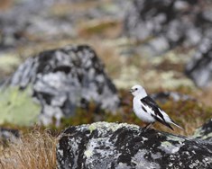 Að vera í stríði við sjálfan sig