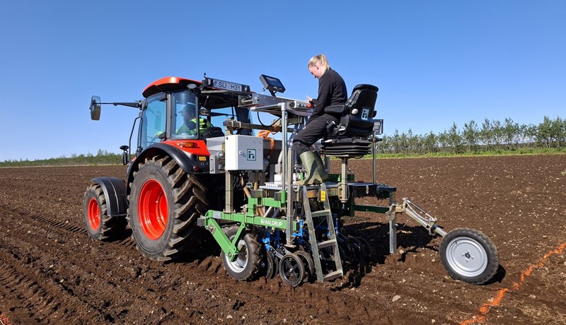 Íslenskt hveiti þróað