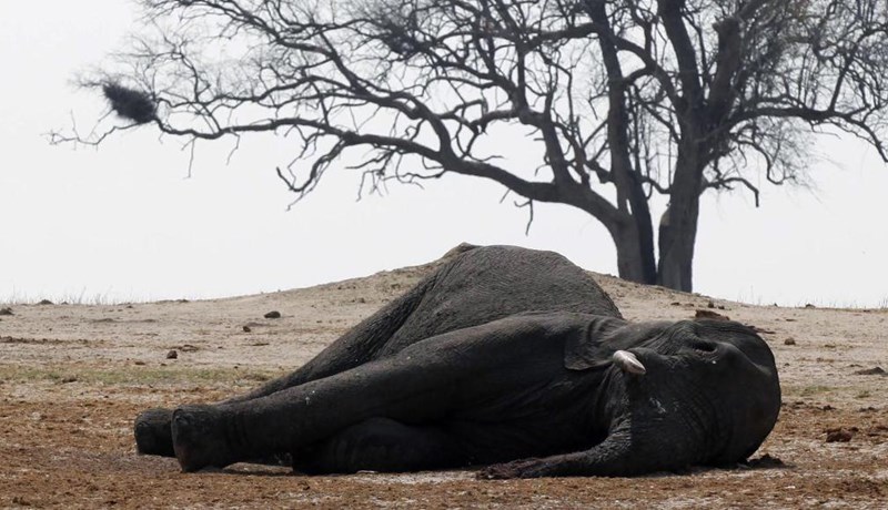 Eitrað fyrir 62 fílum