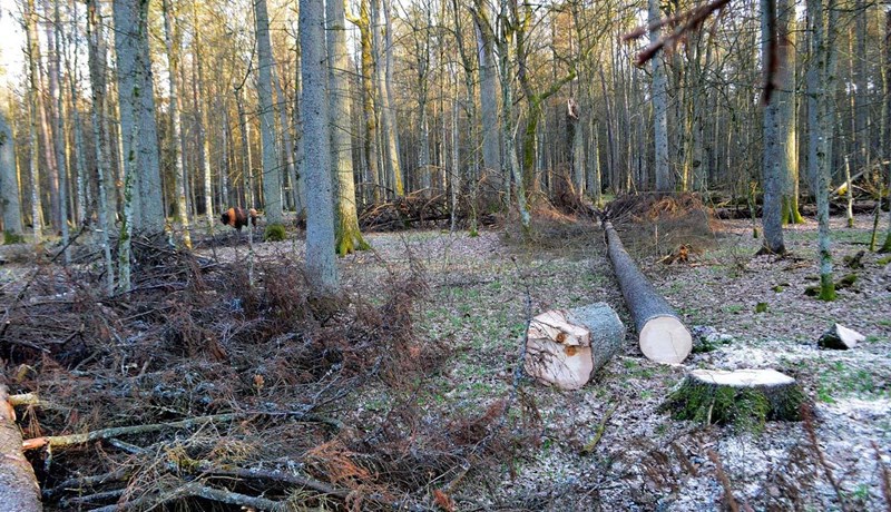 Síðasti frumskógurinn í Evrópu