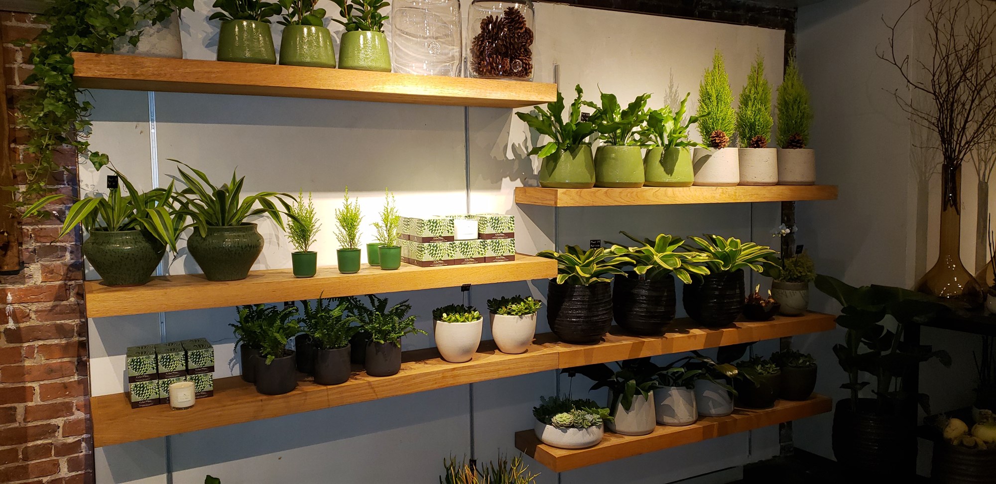 Endurræsum pottaplöntur eftir veturinn