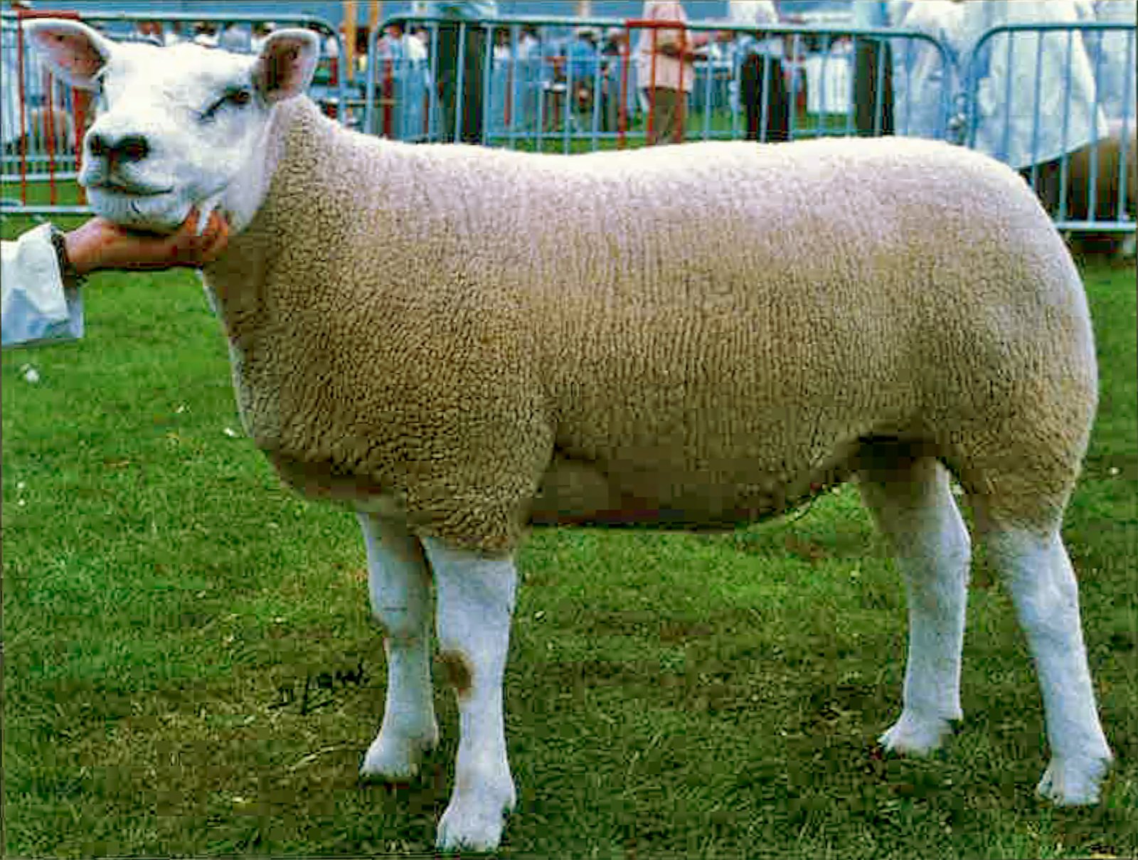 Vaxtarlag sauðfjár og burðarerfiðleikar