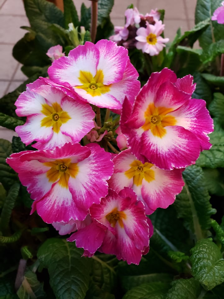 Maríulyklar, litríkt síðvetrarskraut