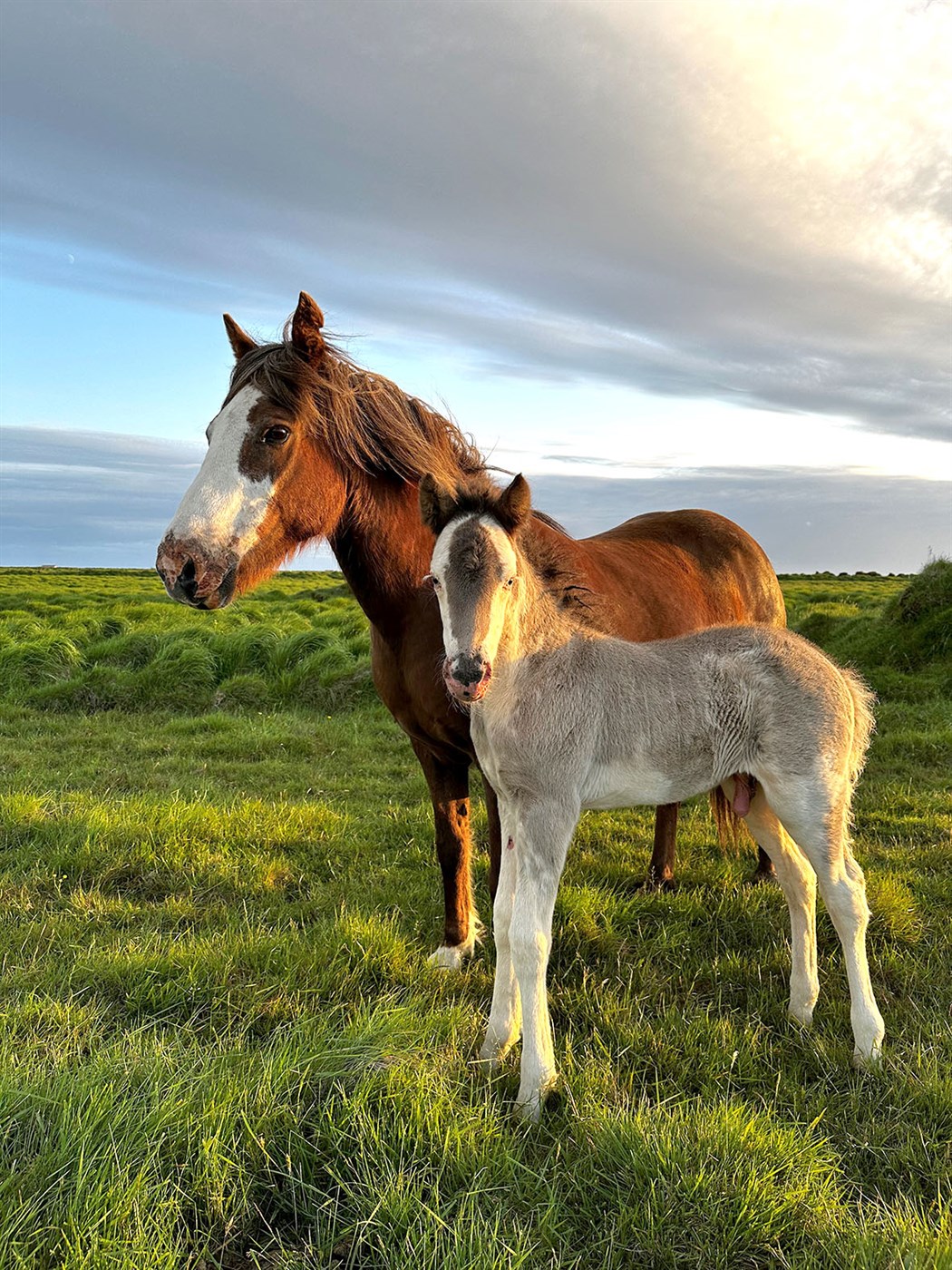 Ýruskjótt folald með einkennilega blesu