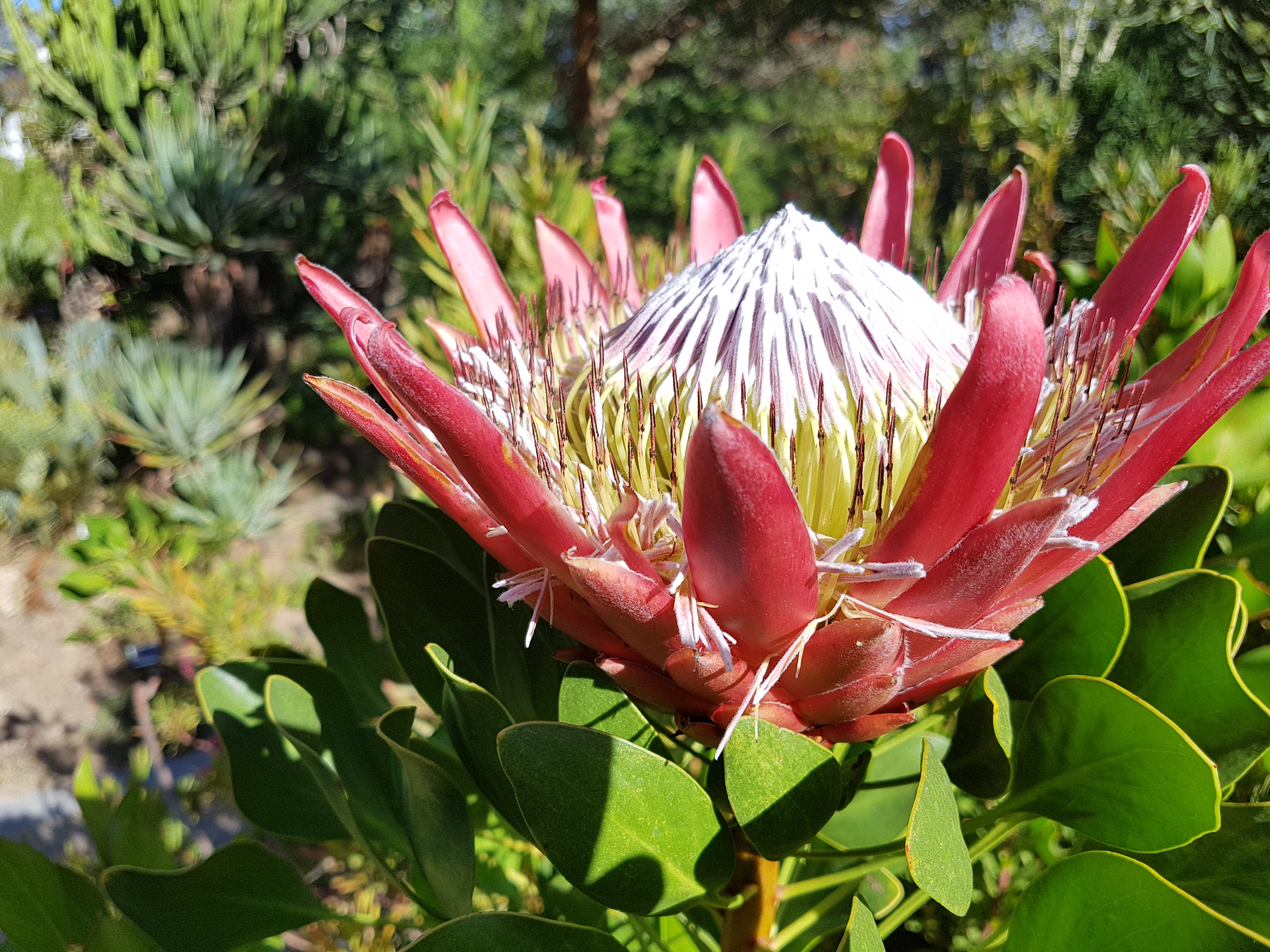 Varðveisla sjaldgæfs gróðurs og plantna í útrýmingarhættu