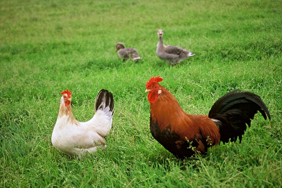 Litskrúðug hænsni á sýningu hjá ERL