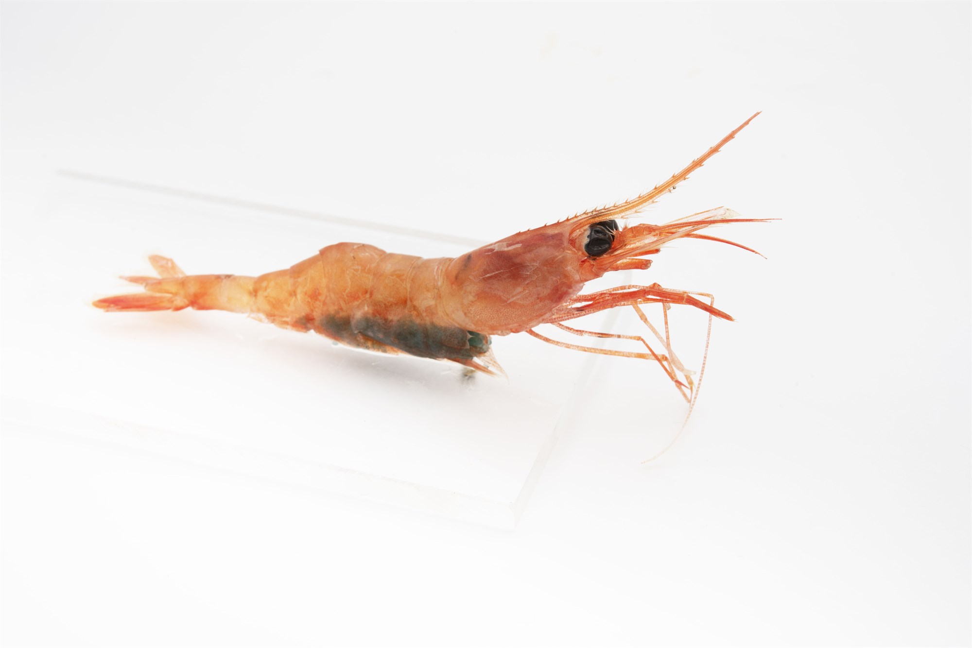 Leyft verði veiði 184 tonna í Arnar­firði og 586 tonna í Ísafjarðardjúpi 