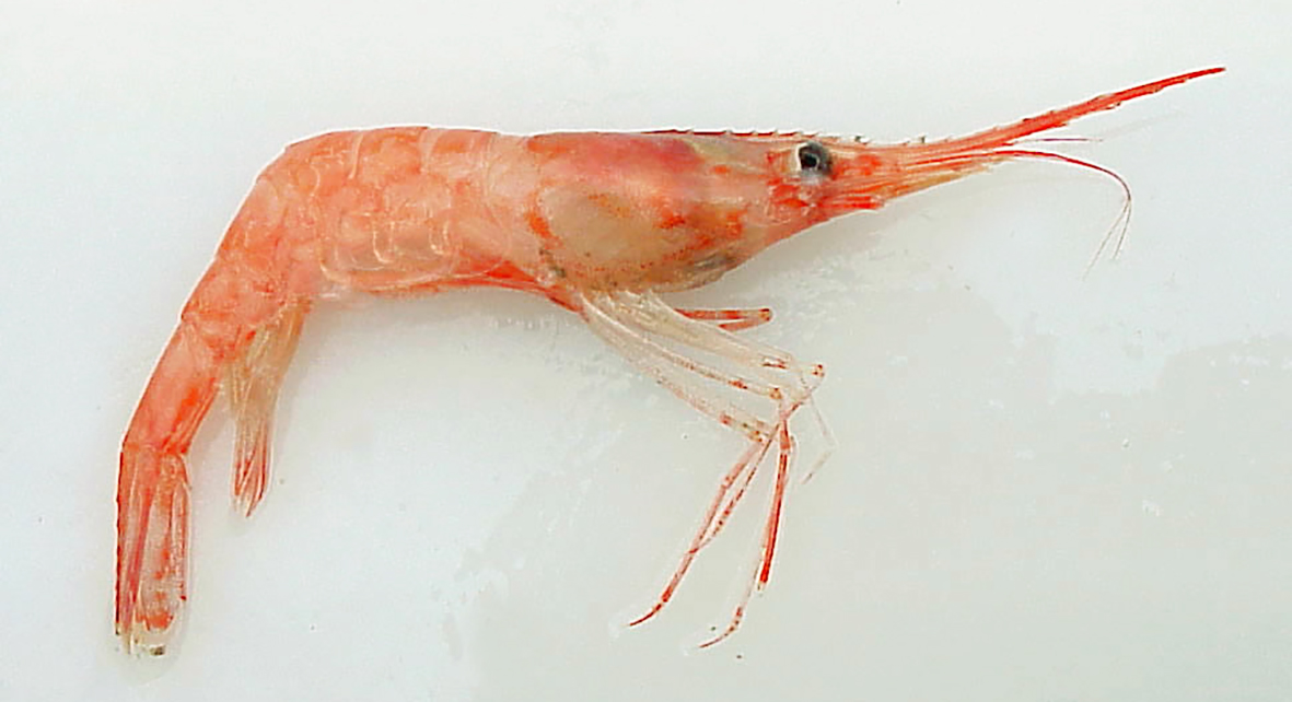 Ris og hnig rækjunnar