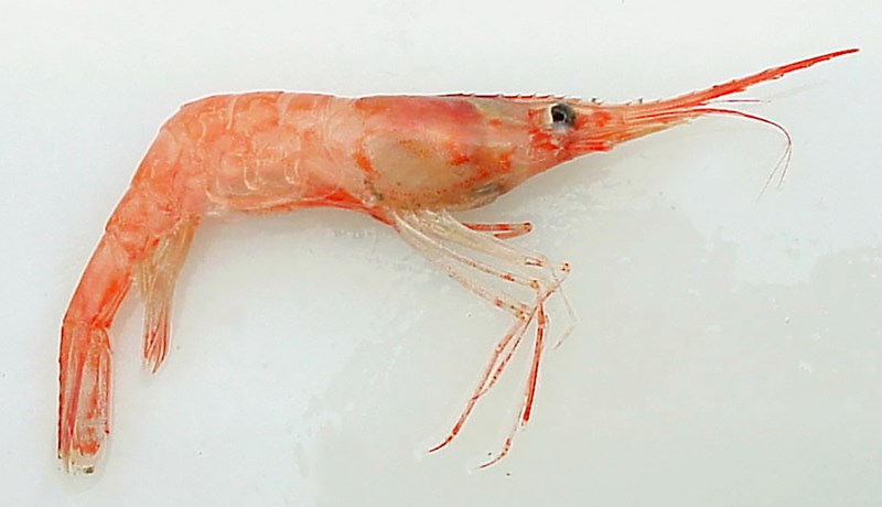 Ris og hnig rækjunnar