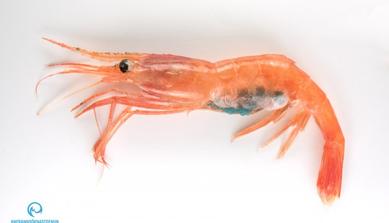 Breytingar í stofnstærð hafa áhrif á kynskipti rækju