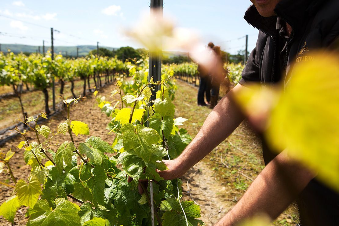 Mikil aukning í ræktun á vínviði og vínframleiðslu