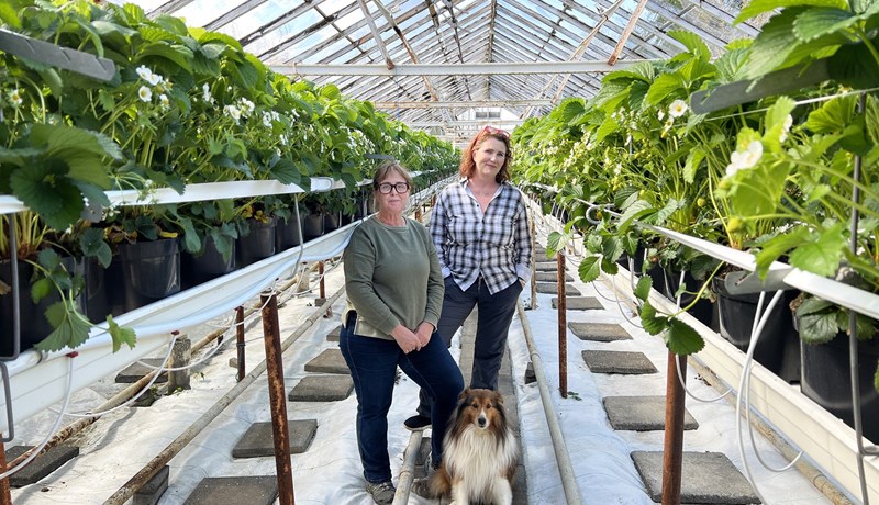 Í jarðarberja- og jarðvegsrækt