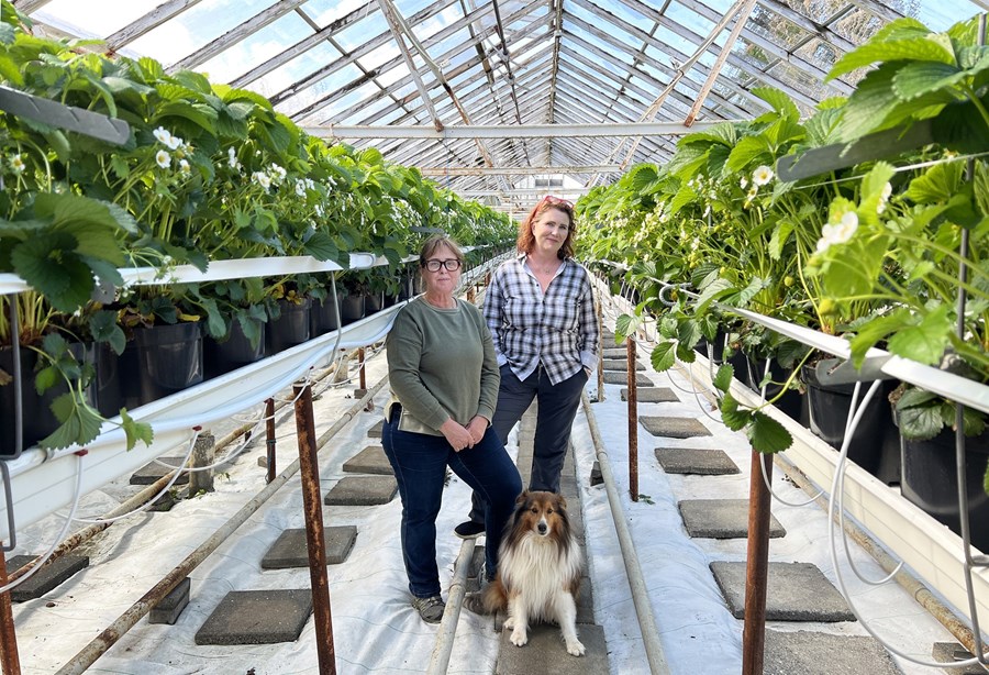 Að mörgu er að huga þegar fengist er við jarðarberjaframleiðslu í fyrsta sinn, en Elfa Björk Sævarsdóttir og Ragna Dagbjört Davíðsdóttir gátu með leigu á Laugabóli uppfyllt kröfur um verknám og búið haugánarannsóknum sínum nýtt athvarf. 