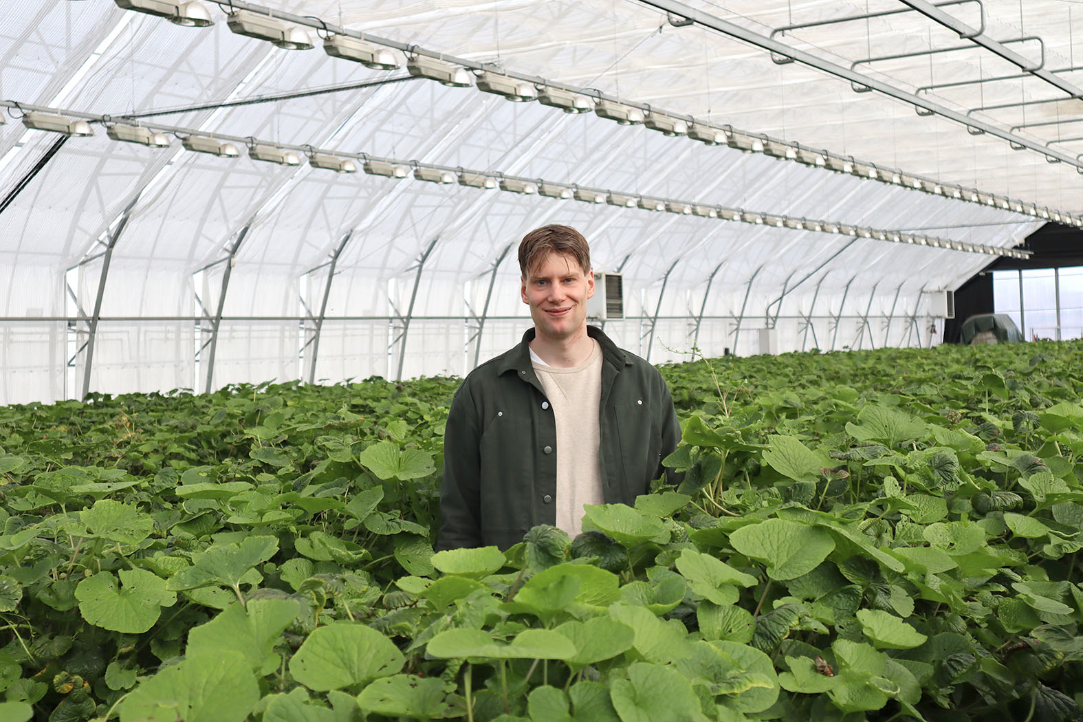 Aspir og wasabi ræktuð samhliða