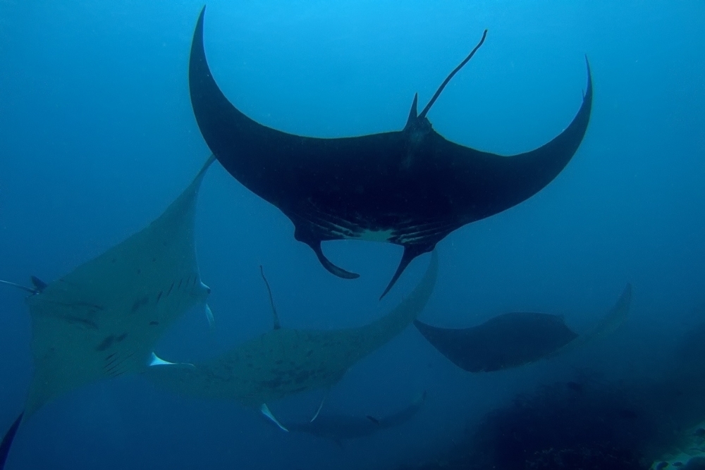 Hæg viðkoma hjá skötu