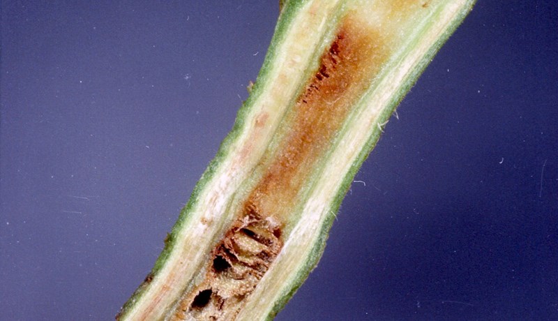 Plöntusjúkdómur sem getur valdið miklum skaða barst til landsins með rósagræðlingum