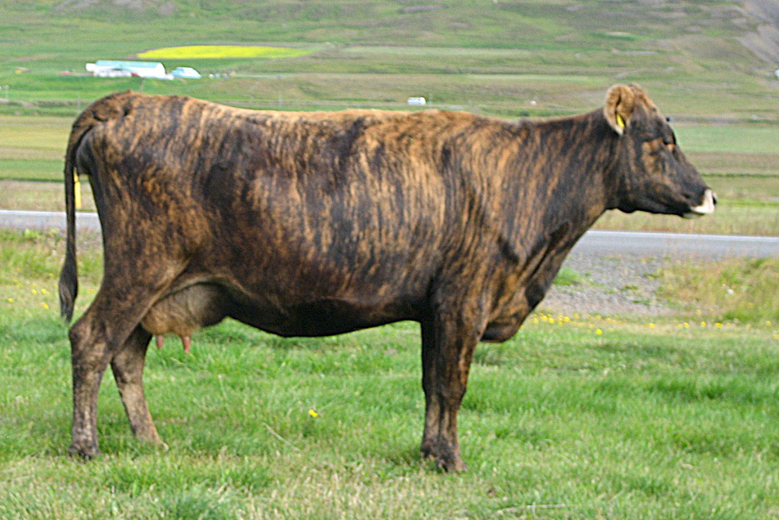 Uppruni íslensku kúnna og innflutningur fyrr á tímum á lifandi nautgripum og erfðaefn
