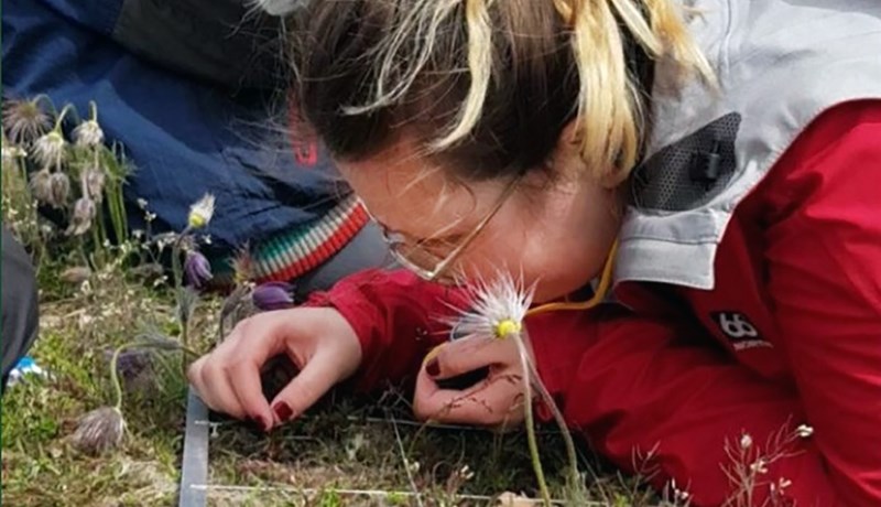 Áhrif sauðfjárbeitar á plöntur í hlýnandi heimi