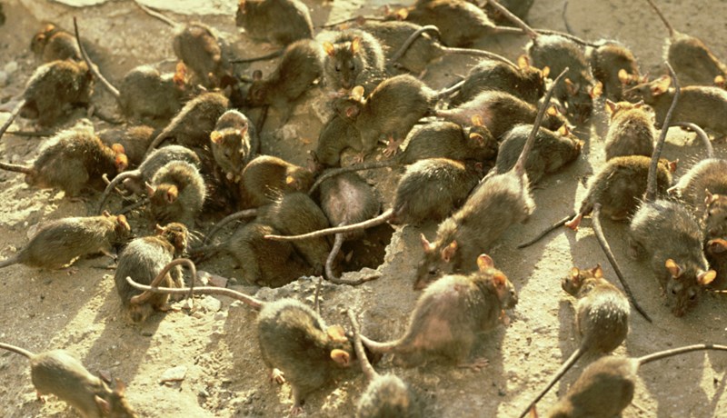 Rottum fjölgar og þær hafa stækkað