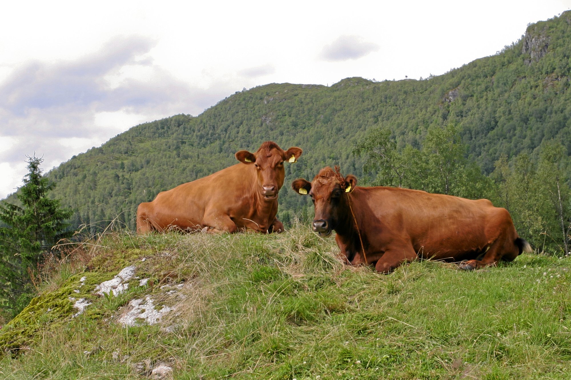Hvernig vernda hin Norðurlöndin gömlu kúakynin?