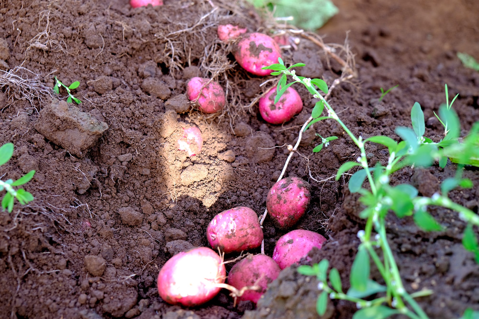 Vilja banna innflutning á erlendum kartöfluyrkjum