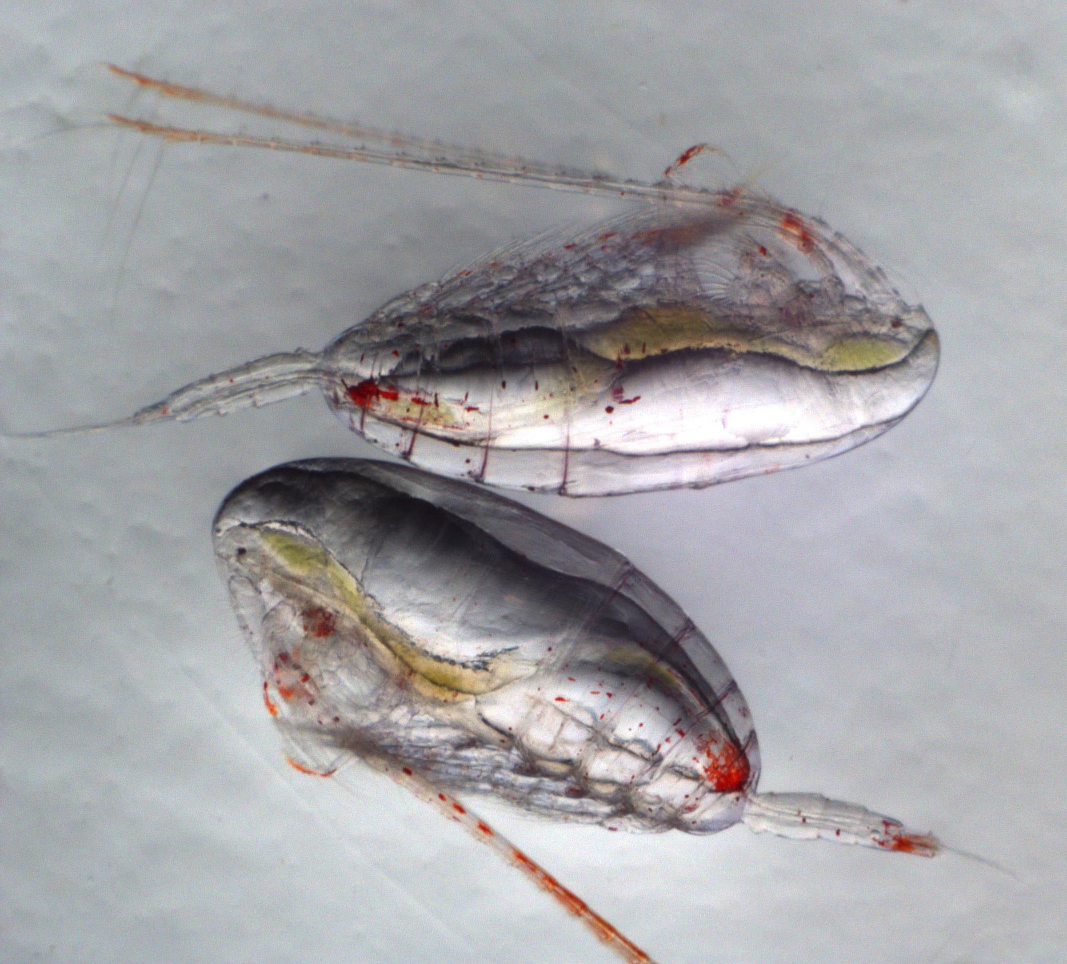 Rauðátan er lítið dýr með stórt hlutverk