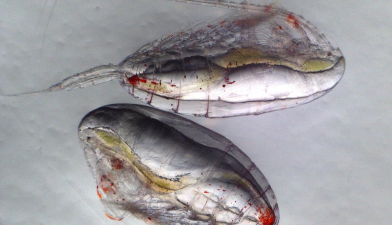 Rauðátan er lítið dýr með stórt hlutverk