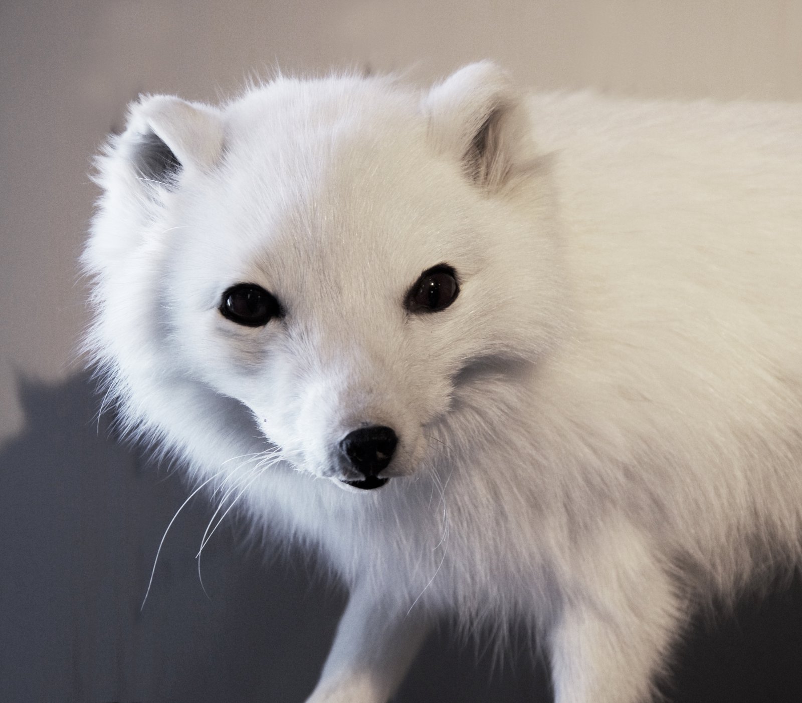 Ef refnum fjölgar meira mun fuglum fækka