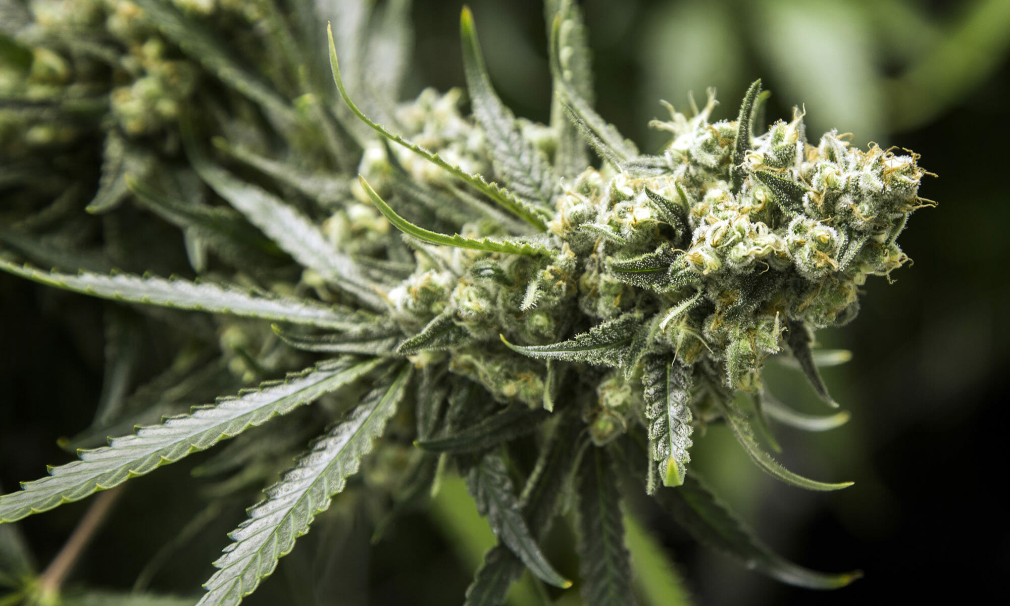 Löglegt í 19 ríkjum BNA og í Kanada