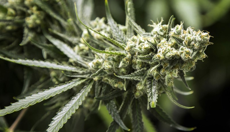 Löglegt í 19 ríkjum BNA og í Kanada