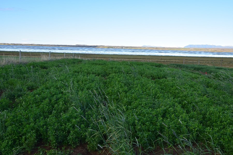 Refasmáratilraun 6. október 2021.