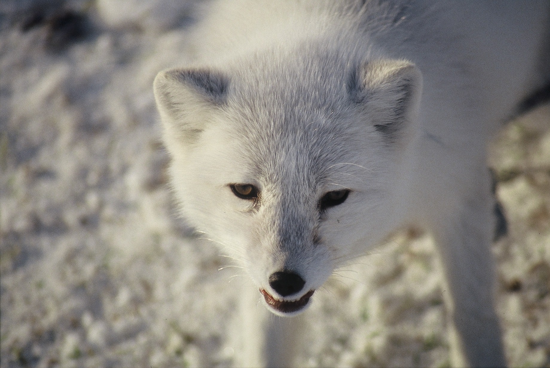 Frumvarp um vernd, velferð og veiðar á villtum dýrum