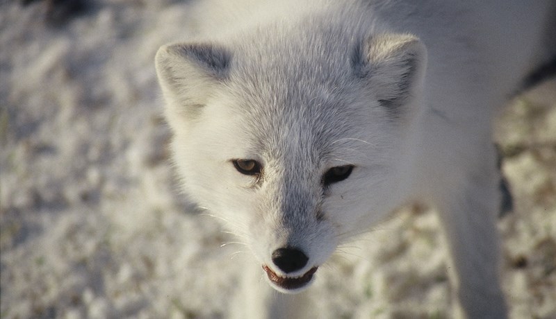 Frumvarp um vernd, velferð og veiðar á villtum dýrum