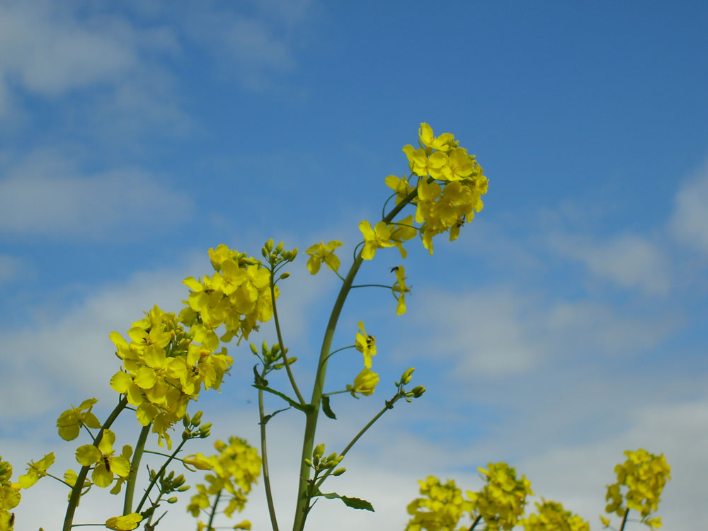 Grænfóðurtilraunir á Hvanneyri vorið 2015