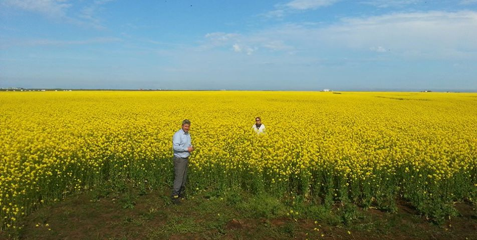 Íslenskir hafrar á leið í verslanir