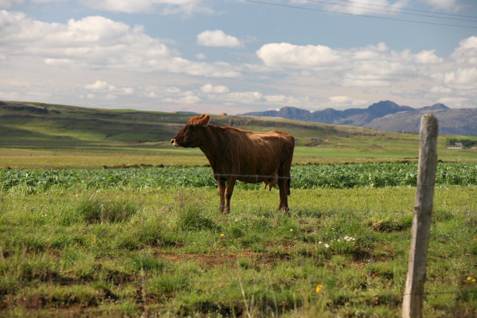 Bóndinn yrði sektaður kæmi málið upp í dag