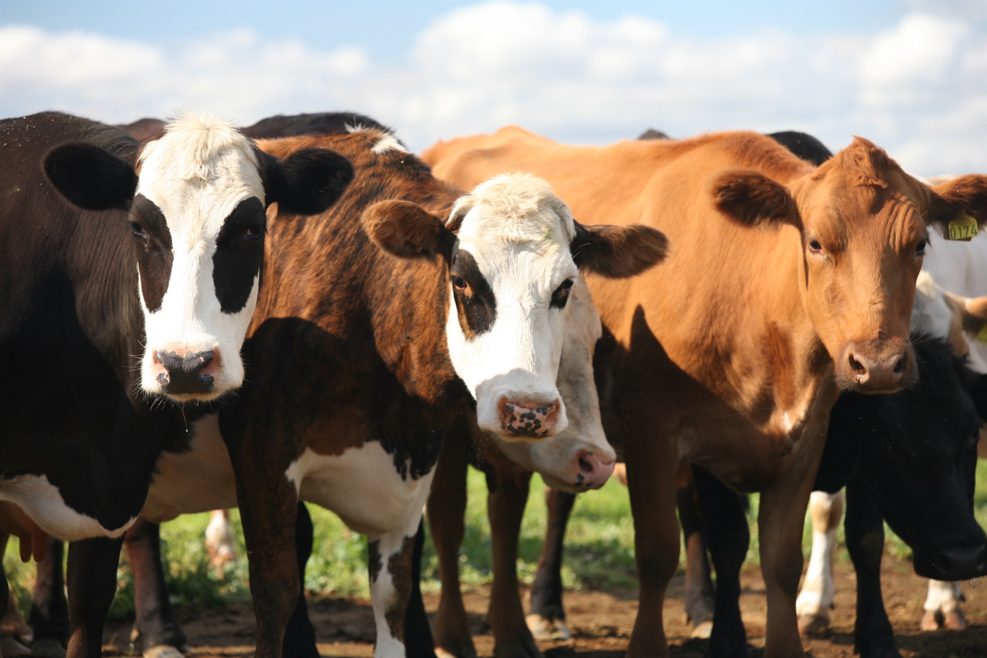 Eflum fæðuöryggi: Er stjórnvöldum alvara?