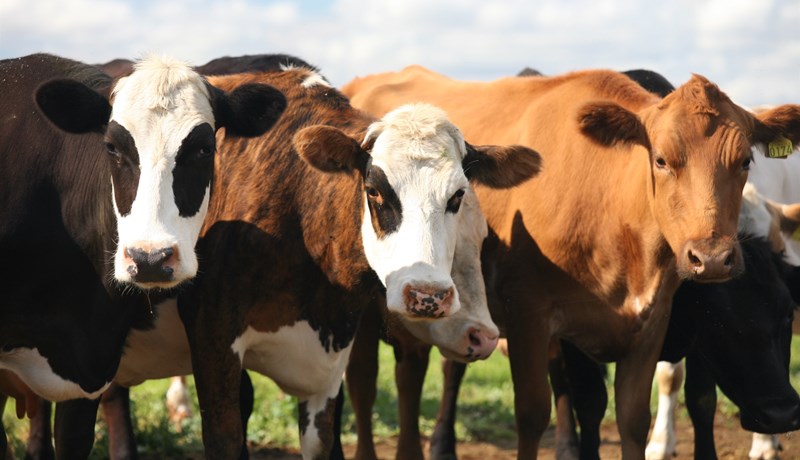 Eflum fæðuöryggi: Er stjórnvöldum alvara?