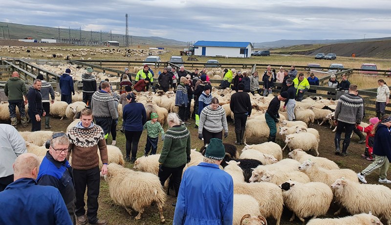 Smalað í Hrútatungurétt