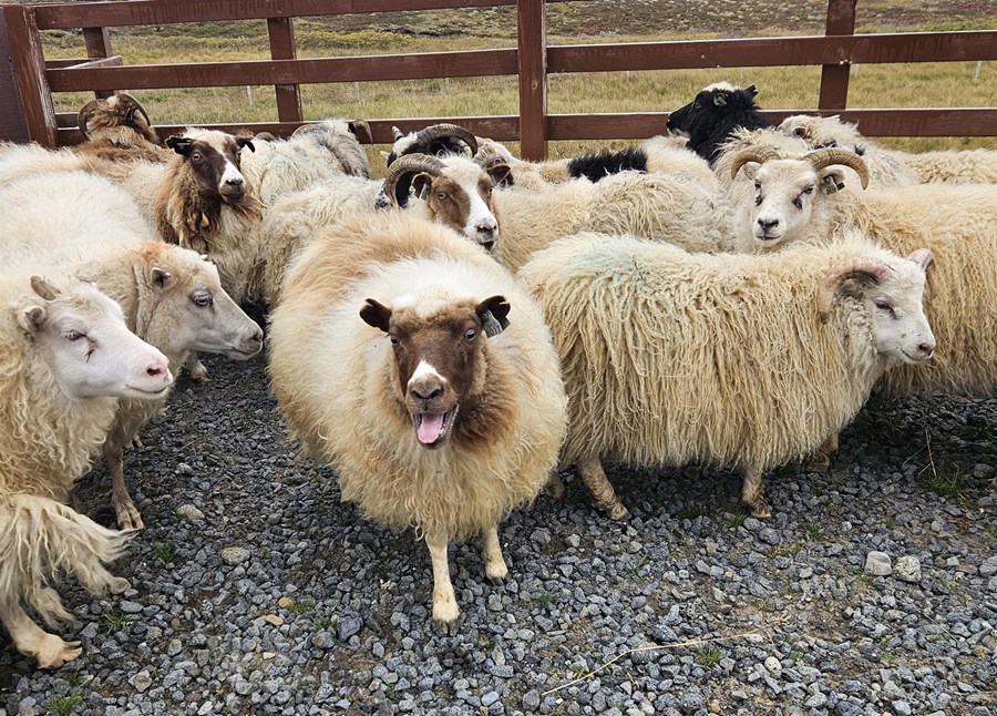 Vísnahornið