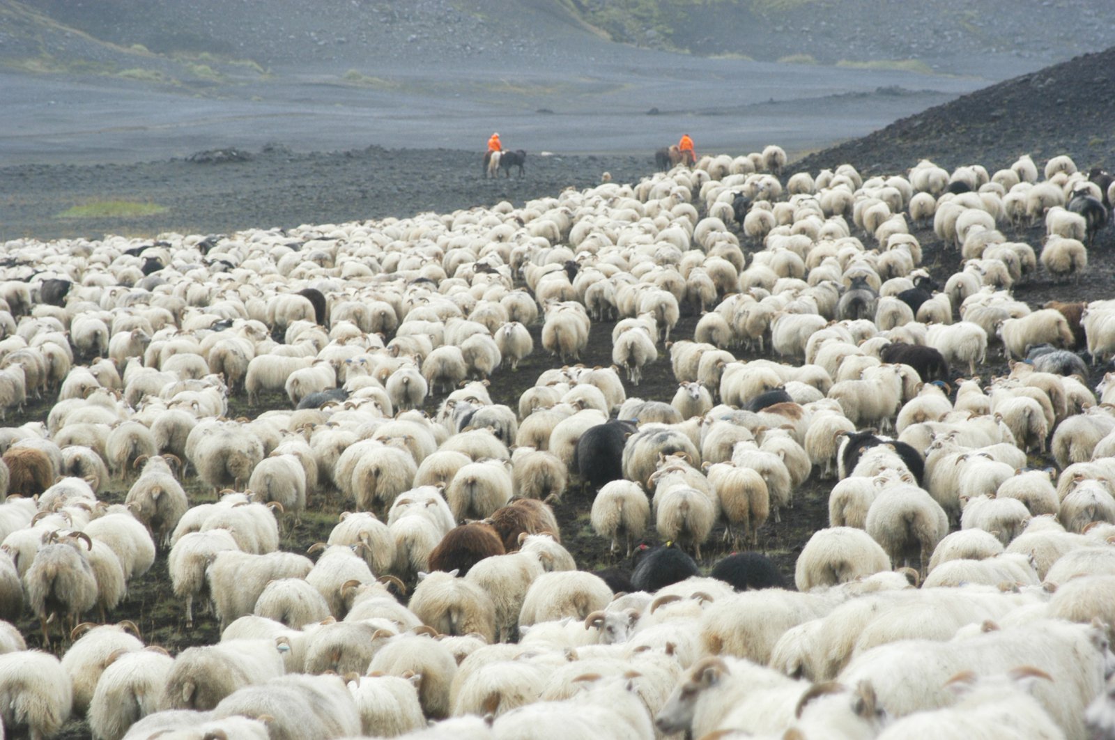 Er það ætlun afurðastöðva að halda sauðfjárbændum í algerri gíslingu?