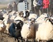 Réttalistinn í smíðum