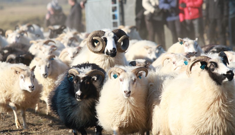 Mannlífið í réttum